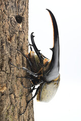 ヘラクレスオオカブト
