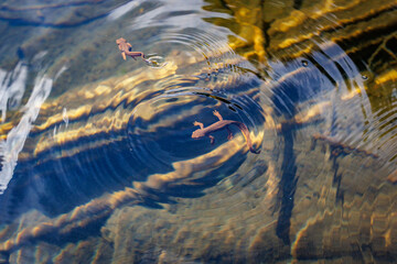 Newt surfaces to breath