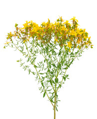 St. John’s wort isolated on white background, Hypericum perforatum