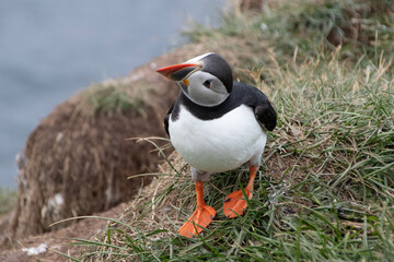 Puffins in Iceland