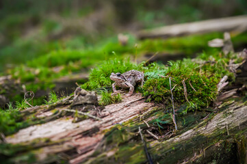 frog in the beautiful moss in amazing forrest
