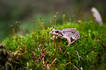 frog in the beautiful moss in amazing forrest