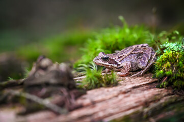 frog in the beautiful moss in amazing forrest