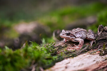 frog in the beautiful moss in amazing forrest