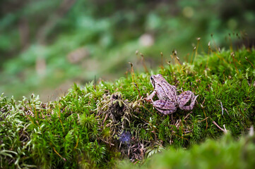 frog in the beautiful moss in amazing forrest