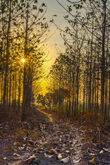 Sunset amid the dry trees during the dry season in Kemlagi Forest, Mojokerto, Indonesia