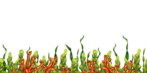 Seamless border of green seaweed and red coral. Underwater tropical flora, exotic plants in the wild world. Isolated digital illustration. Habitat of fish and marine life © Helenika