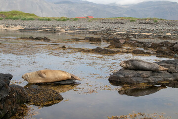 Seals in Iceland