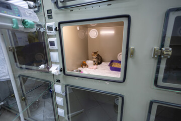 A small sick kitten in an infectious disease hospital in a veterinary clinic. A homeless kitten was found on the street with sore eyes and was taken to a veterinary clinic for treatment.