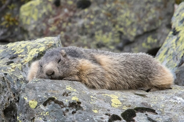 Cute Marmot (Marmota marmota)  lying on a rock - Italian Alps. Groundhog day.