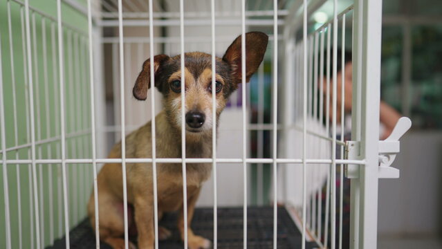 Pet Shop employee putting Small Dog inside cage. Pet in isolation behing bars