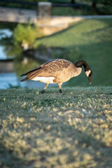 Duck chilling on grass near water.