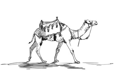 Sketch of walking camel with a saddle on a hump, Desert animal hand drawn illustration