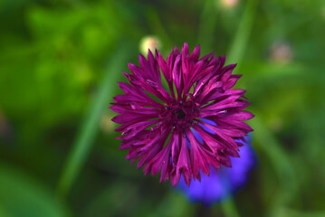 Obraz premium Centaurea paniculata. Aster flowers in the garden. Multicolored small Asteraceae flowers.