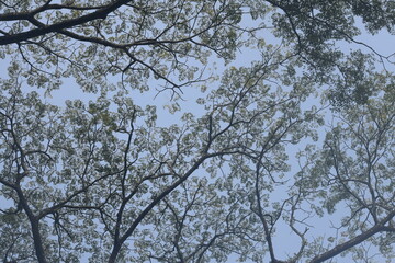 Branches in the sky