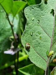 Insect on leaf
