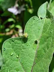 Special insect on leaf