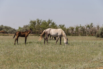 Naklejka na ściany i meble A herd of horses graze on a field in Kazakhstan. A gray horse with a foal grazes on a field in Kazakhstan