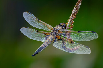 Close up of a Dragonfly perched on a twig