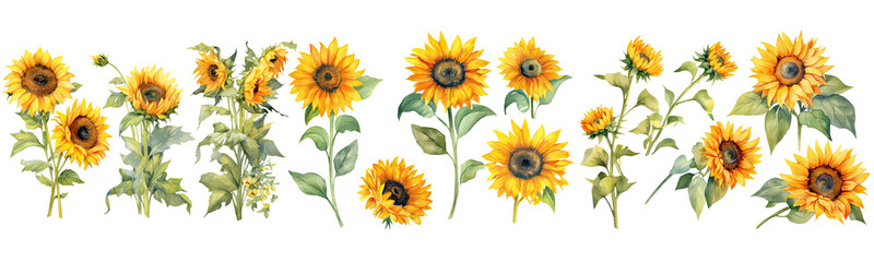 Set of sunflowers watercolor collection hand drawn, sunflowers elegant watercolor illustration , sunflowers isolated transparent background, PNG.