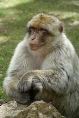 singe (vertical)
