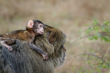 bébé singe sur le dodo de son père © franz massard