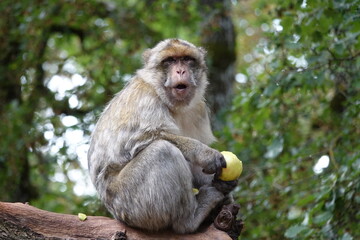 singe et sa pomme
