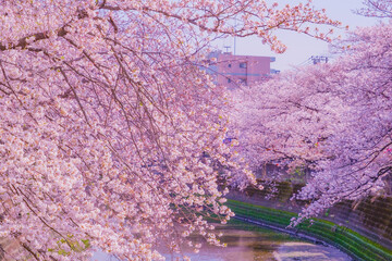 大岡川プロムナードの桜