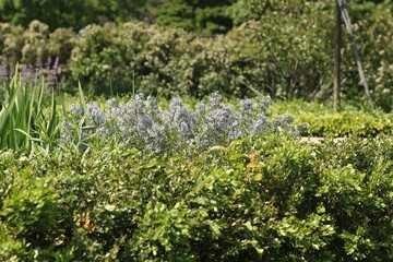 flowers in the garden