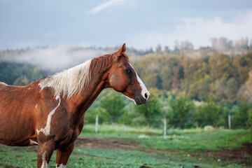 Brown paint horse at ranch. Rural scene with domestic animal
