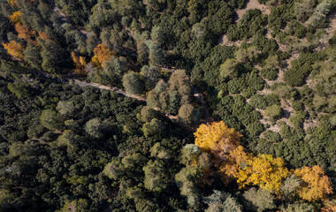 Drone aerial top view of green and yellow trees in autumn. Forest landscape