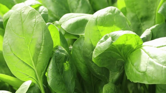 Close-up of outdoor spinach leaves, macro. Vegetarian food.