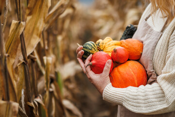 Woman holding harvested decorative pumpkins in corn field. Autumn harvesting