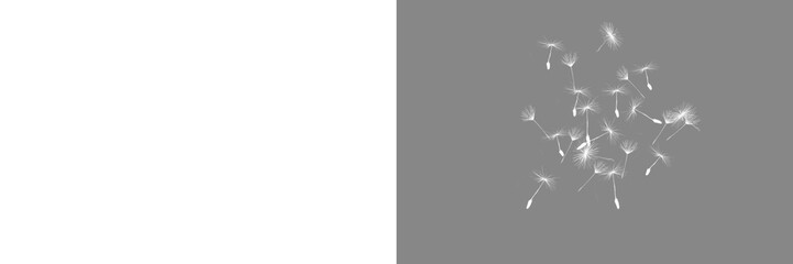 Set of dandelion seed heads at different focal distances and sizes as if in a field with seeds floating away in the wind on a transparent background.