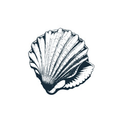 Seashell and Marine Shell Engraved Monochrome Vector Illustration