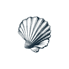 Seashell and Marine Shell Engraved Monochrome Vector Illustration