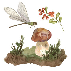 Watercolor autumn composition with cep mushroom. Dragonfly, grass, leaves, cranberries, moss. Hand painted white mushroom and boletus on a white background. Botanical forest illustration for design.