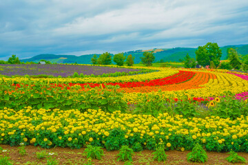 北海道美瑛町の花畑