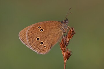 Butterfly on grass