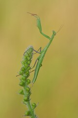 praying mantis on a plant