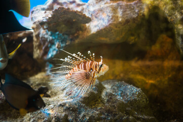 Naklejka na ściany i meble Tropical scorpionfish a very dangerous coral reef fish