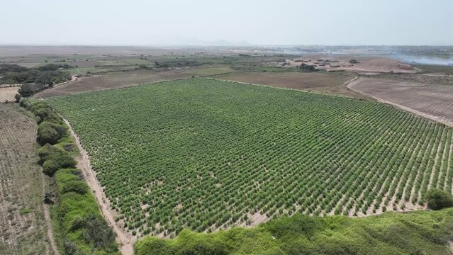 Aerial view of asparagus field in the desert. Peru. Farm fields in trouble.