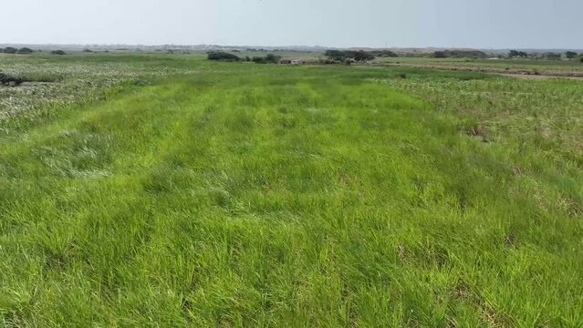 Aerial view of asparagus field in the desert. Peru. Farm fields in trouble.