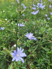 flowers in the garden
