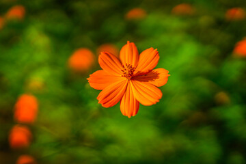 キバナコスモスのイメージ