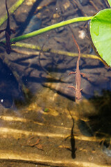 Newt shadow under floating Newt