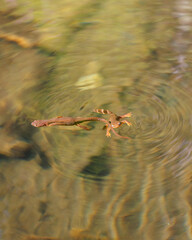Lake water ripples around Newts