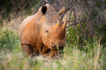 Obraz na płótnie Canvas Southern white rhino (Ceratotherium simum) at Madikwe Game Preserve; South Africa