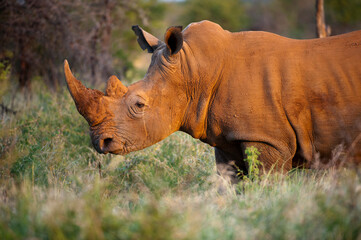 Southern white rhino (Ceratotherium simum) at Madikwe Game Preserve; South Africa