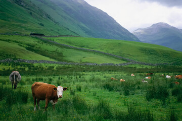 Cattle graze in fields fenced with stone walls at Scafell Pike in England; England